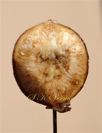  V.S. Hypanthodium